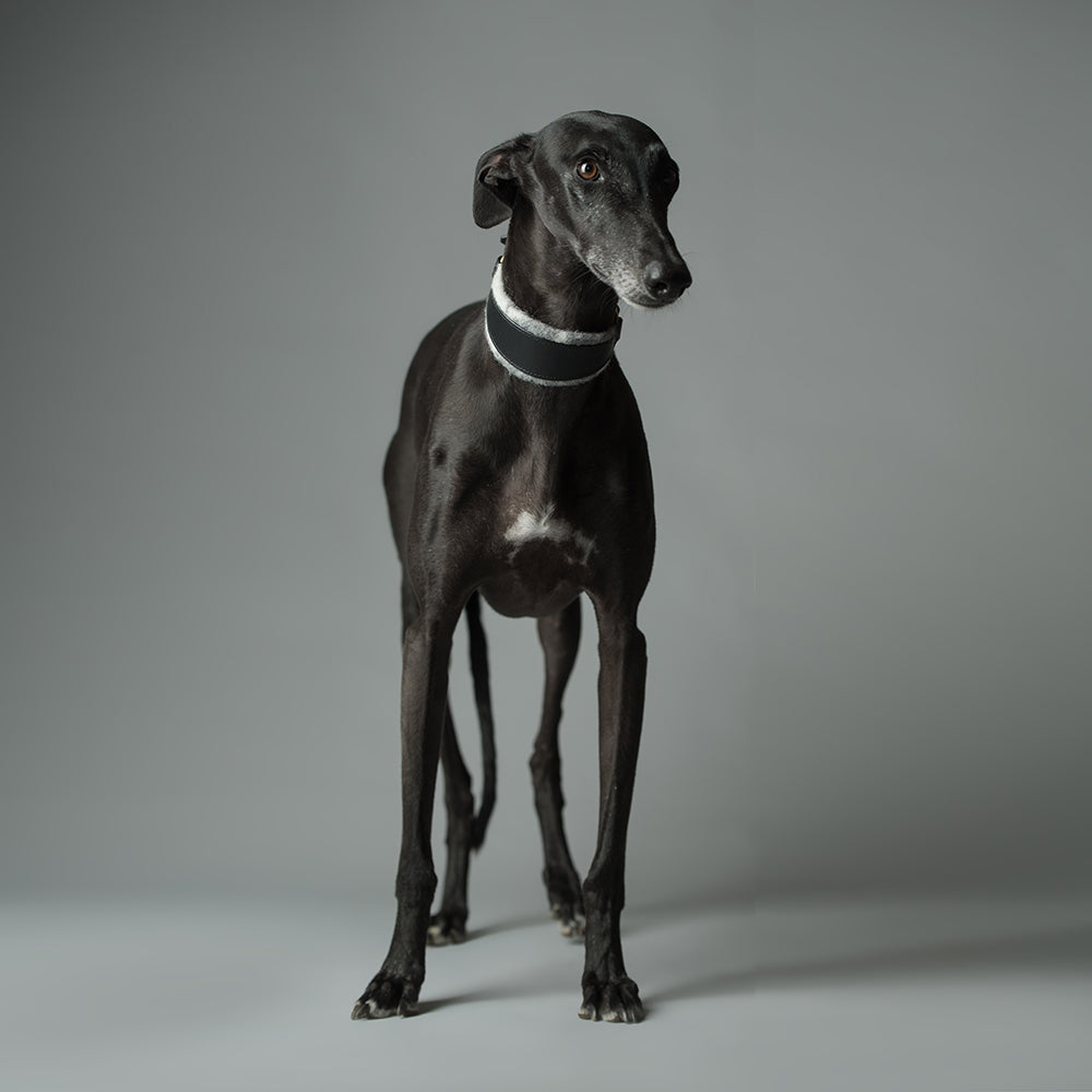 ASH x LILLUNN / sighthound collar