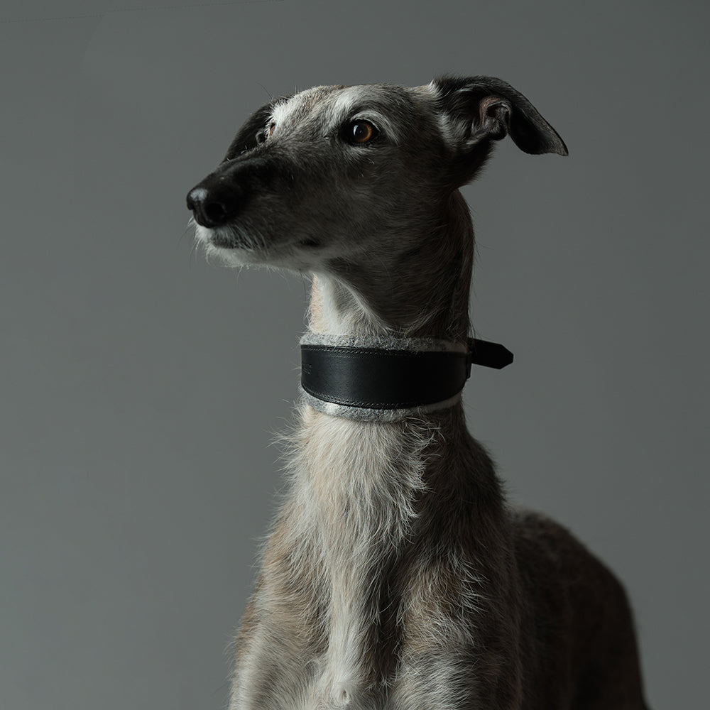 ASH x LILLUNN / sighthound collar